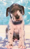 Patch, a male Great Dane for sale in Strawberry, AR – 2 of 7