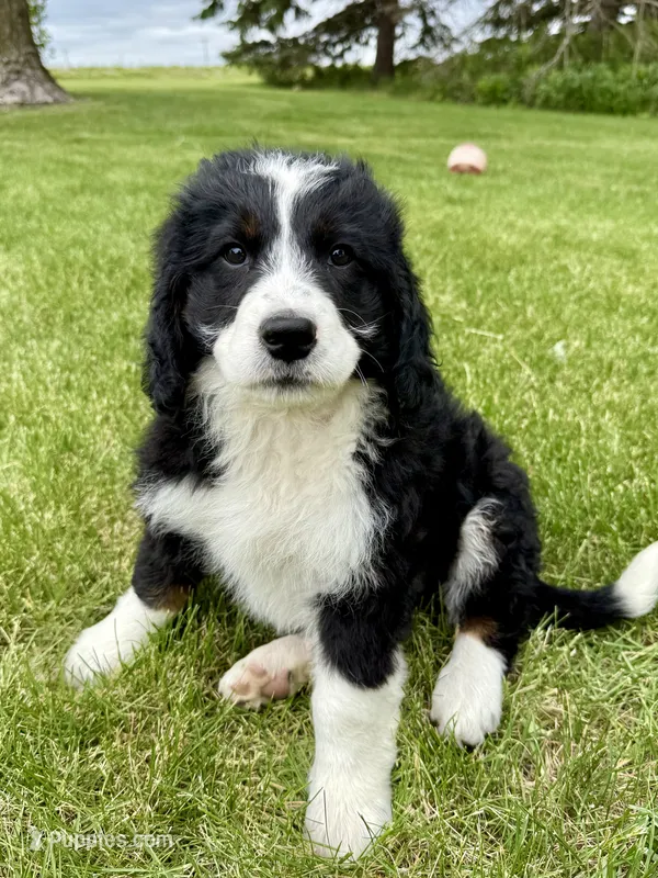 Thelma – Bernedoodle puppy for sale in Sibley, IL