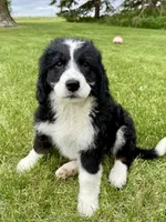 Thelma, a female Bernedoodle for sale in Sibley, IL – 1 of 7
