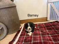 Barney, a male Bernedoodle for sale in Sibley, IL – Photo 3 of 3