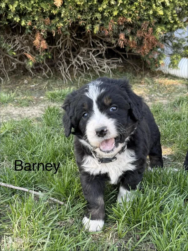 Barney – Bernedoodle puppy on hold in Sibley, IL