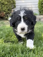 Barney, a male Bernedoodle for sale in Sibley, IL – Photo 2 of 3