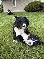 Ernest, a male Bernedoodle for sale in Sibley, IL – 6 of 9