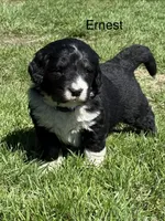 Ernest, a male Bernedoodle for sale in Sibley, IL – Photo 3 of 3