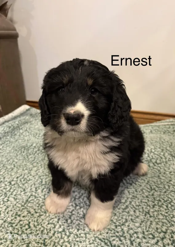Ernest – Bernedoodle puppy for sale in Sibley, IL