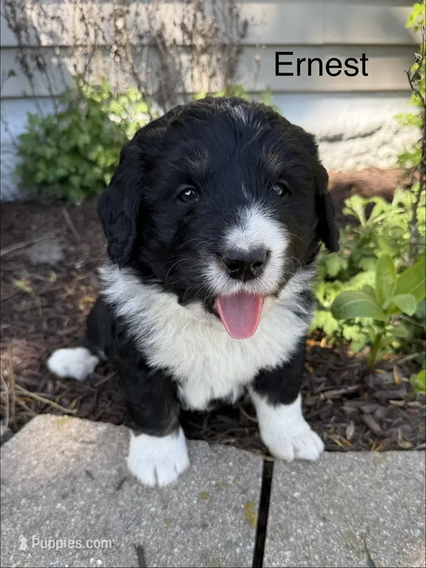 Ernest – Bernedoodle puppy for sale in Sibley, IL