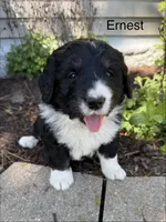 Ernest, a male Bernedoodle for sale in Sibley, IL – 8 of 9
