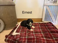Ernest, a male Bernedoodle for sale in Sibley, IL – Photo 2 of 3