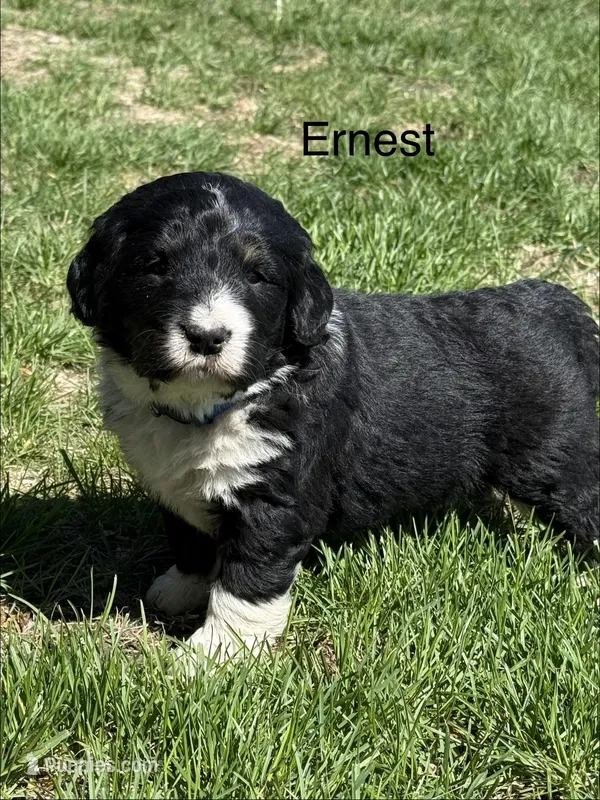 Ernest – Bernedoodle puppy for sale in Sibley, IL
