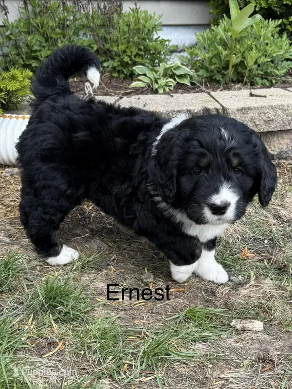 Ernest – Bernedoodle puppy for sale in Sibley, IL