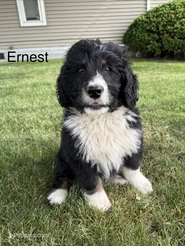 Ernest – Bernedoodle puppy for sale in Sibley, IL