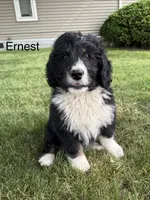 Ernest, a male Bernedoodle for sale in Sibley, IL – 1 of 9