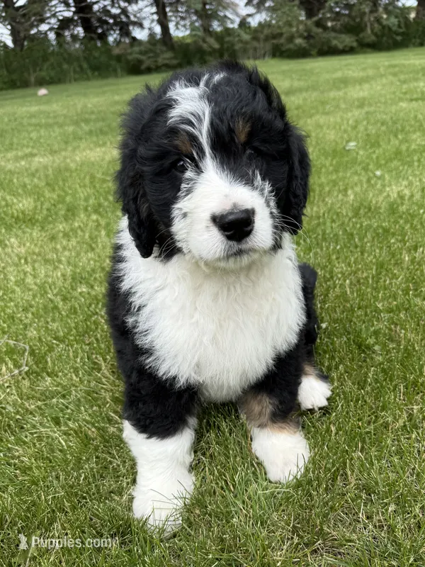 Andy – Bernedoodle puppy for sale in Sibley, IL