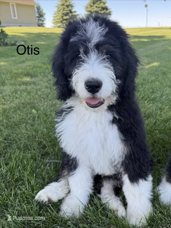 Otis – Bernedoodle puppy for sale in Sibley, IL