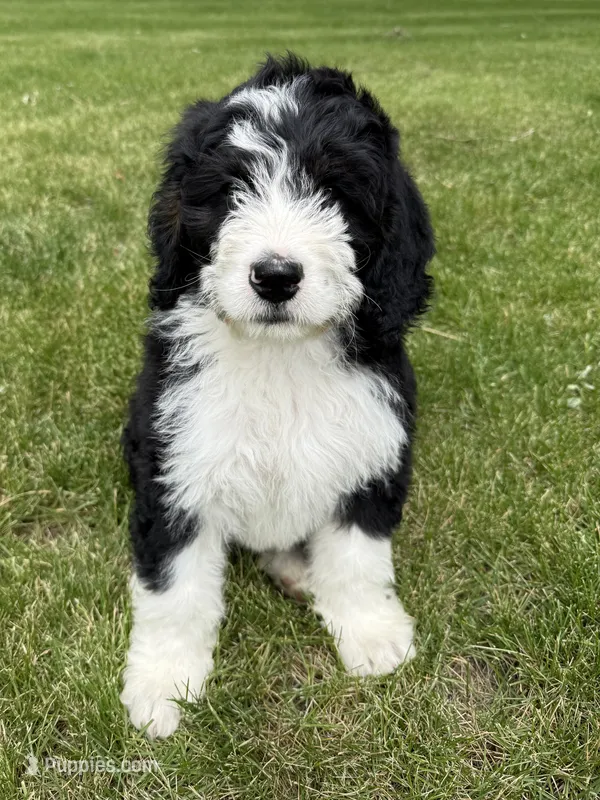 Otis – Bernedoodle puppy for sale in Sibley, IL
