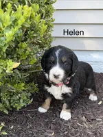 Helen, a female Bernedoodle for sale in Sibley, IL – Photo 1 of 3