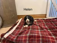 Helen, a female Bernedoodle for sale in Sibley, IL – Photo 3 of 3