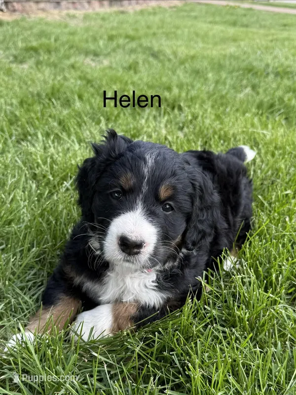 Helen – Bernedoodle puppy on hold in Sibley, IL