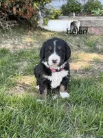 Helen, a female Bernedoodle for sale in Sibley, IL – Photo 2 of 3