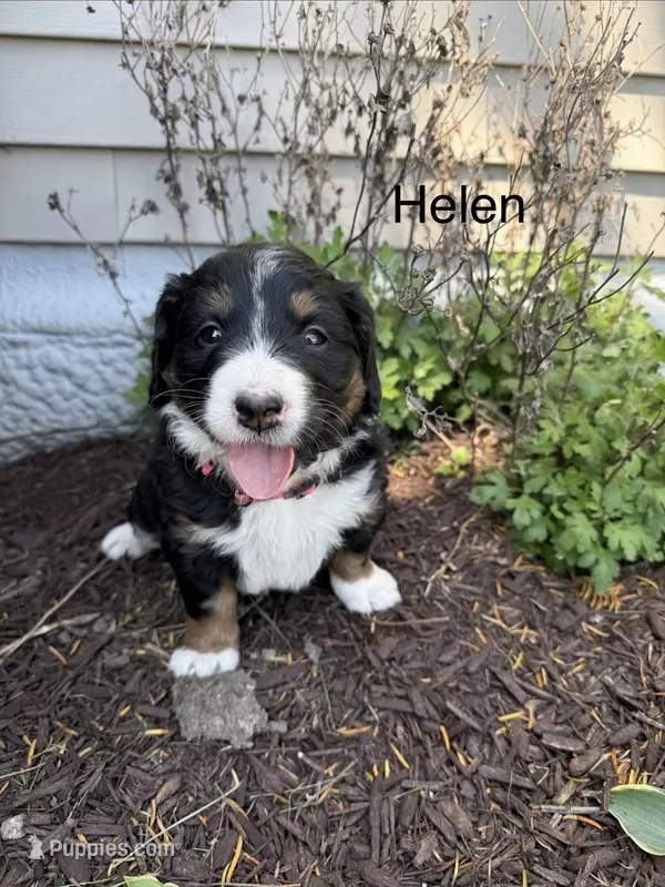 Helen – Bernedoodle puppy for sale in Sibley, IL