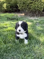 Thelma, a female Bernedoodle for sale in Sibley, IL – Photo 1 of 3