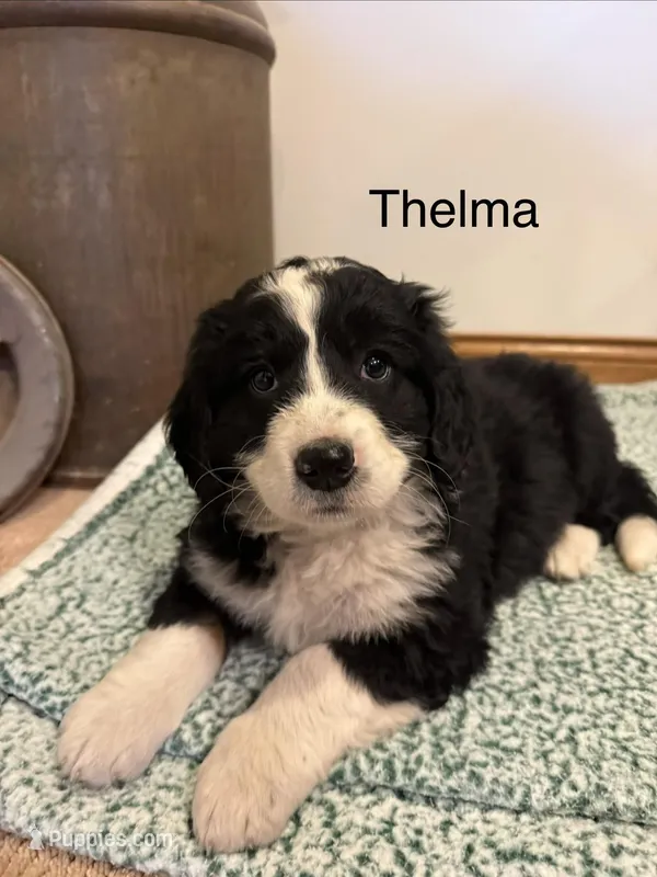 Thelma – Bernedoodle puppy for sale in Sibley, IL
