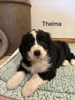 Thelma, a female Bernedoodle for sale in Sibley, IL – 2 of 7