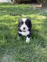 Thelma, a female Bernedoodle for sale in Sibley, IL – Photo 2 of 3