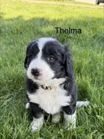 Thelma, a female Bernedoodle for sale in Sibley, IL – 4 of 7