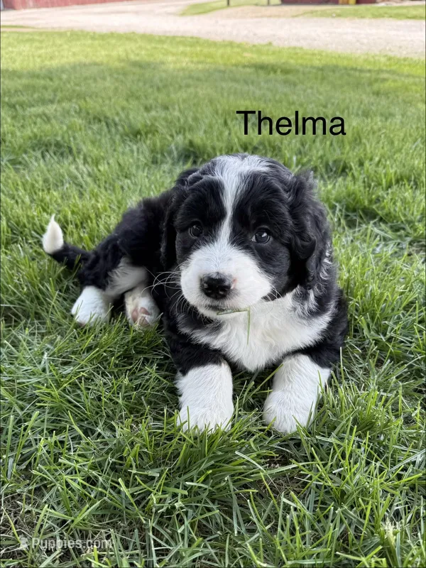 Thelma – Bernedoodle puppy for sale in Sibley, IL