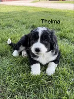 Thelma, a female Bernedoodle for sale in Sibley, IL – 3 of 7