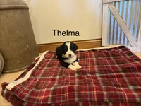 Thelma, a female Bernedoodle for sale in Sibley, IL – Photo 3 of 3