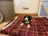 Opie, a male Bernedoodle for sale in Sibley, IL – Photo 3 of 3