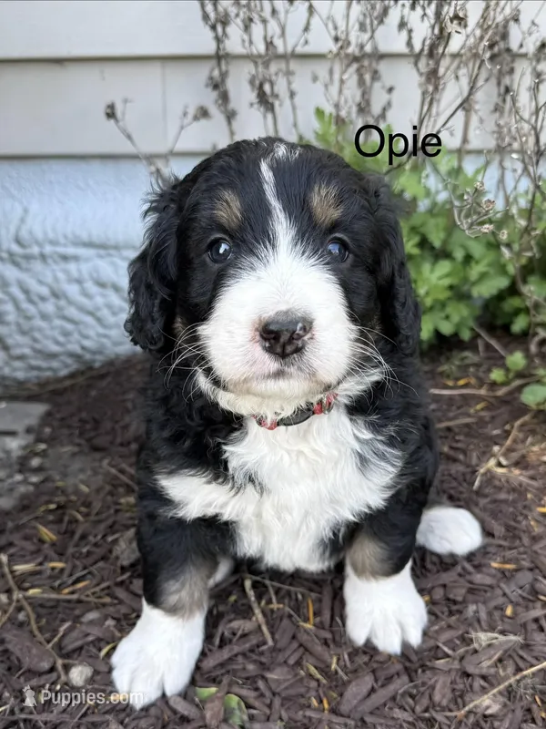 Opie – Bernedoodle puppy for sale in Sibley, IL