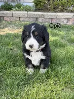 Opie, a male Bernedoodle for sale in Sibley, IL – Photo 1 of 3