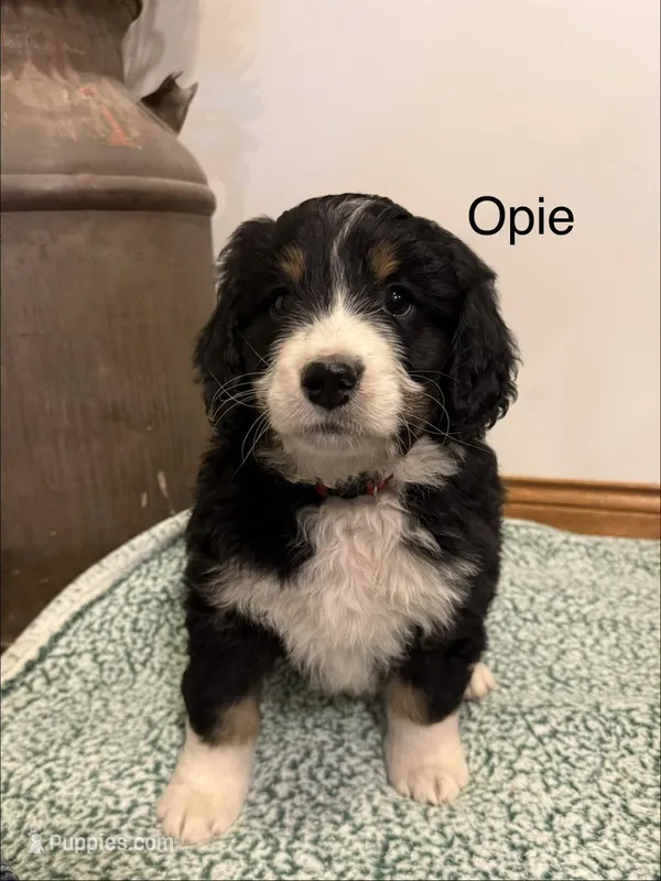 Opie – Bernedoodle puppy on hold in Sibley, IL