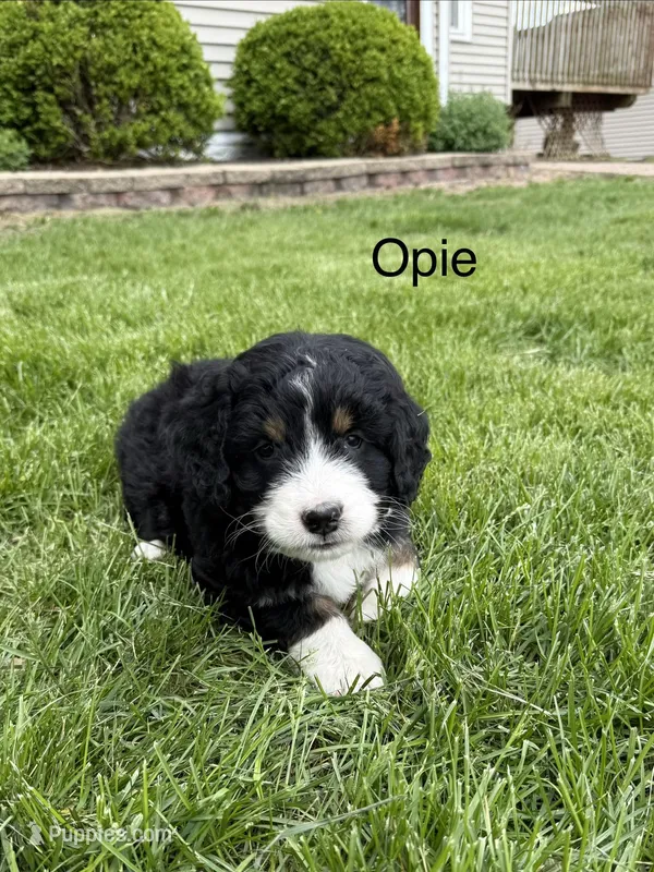 Opie – Bernedoodle puppy for sale in Sibley, IL