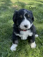 Opie, a male Bernedoodle for sale in Sibley, IL – Photo 2 of 3