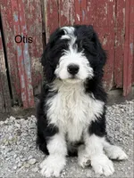 Otis, a male Bernedoodle for sale in Sibley, IL – 2 of 10