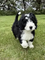 Otis, a male Bernedoodle for sale in Sibley, IL – 4 of 10