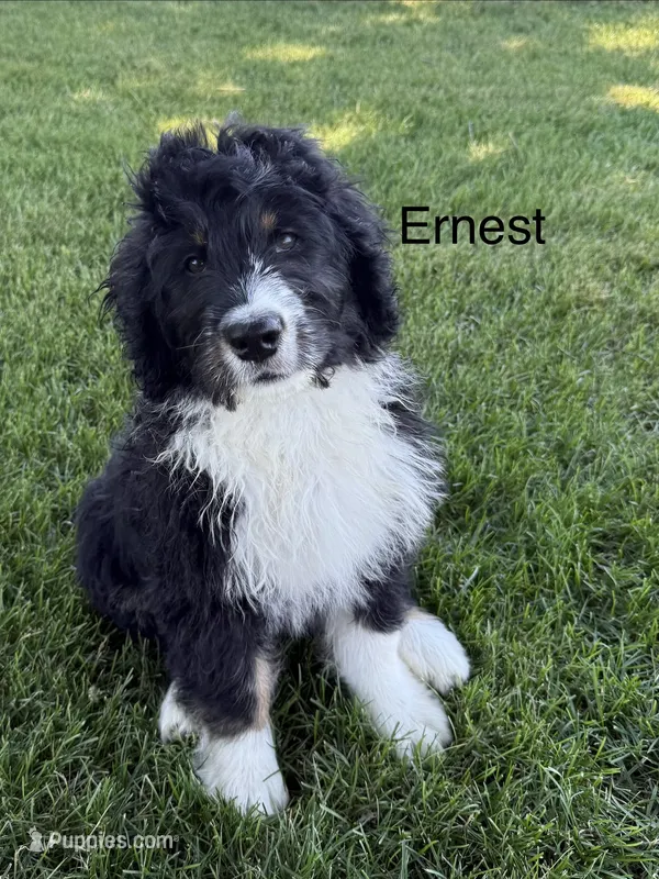 Ernest – Bernedoodle puppy for sale in Sibley, IL