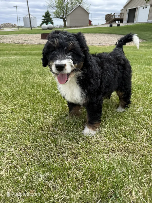 Aunt Bee – Bernedoodle puppy for sale in Sibley, IL