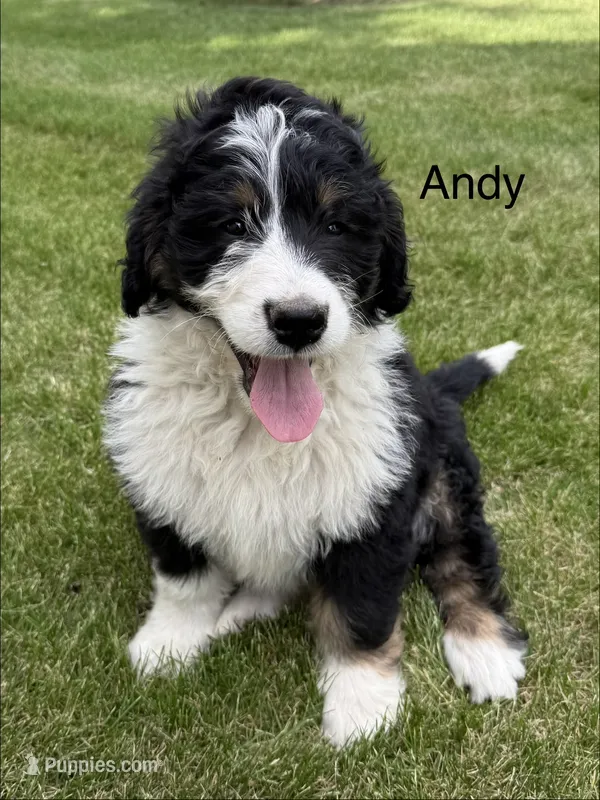 Andy – Bernedoodle puppy for sale in Sibley, IL