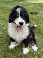 Andy, a male Bernedoodle for sale in Sibley, IL – 1 of 8