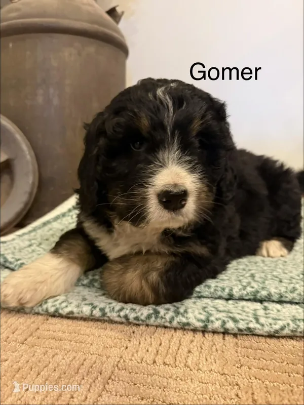 Gomer – Bernedoodle puppy on hold in Sibley, IL