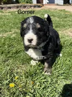 Gomer, a male Bernedoodle for sale in Sibley, IL – Photo 2 of 3