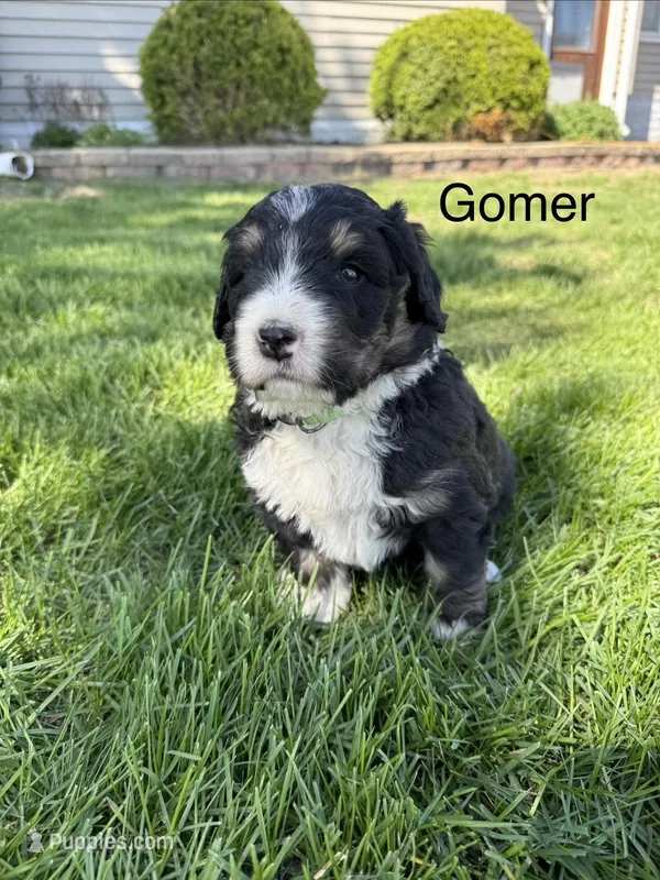 Gomer – Bernedoodle puppy for sale in Sibley, IL