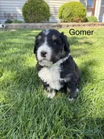 Gomer, a male Bernedoodle for sale in Sibley, IL – Photo 1 of 3