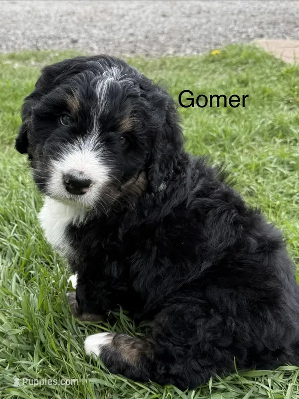 Gomer – Bernedoodle puppy for sale in Sibley, IL