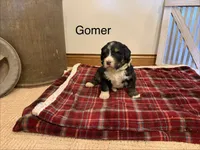 Gomer, a male Bernedoodle for sale in Sibley, IL – Photo 3 of 3